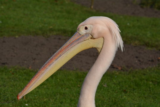 Image of Great White Pelican