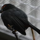 Image of Antillean bullfinches