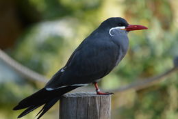 Image of Inca Tern