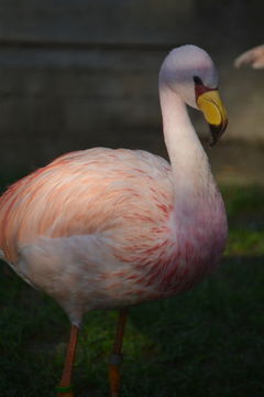 Image of James's Flamingo