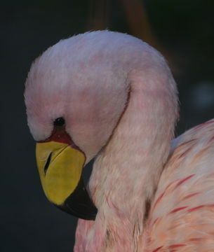 Image of James's Flamingo