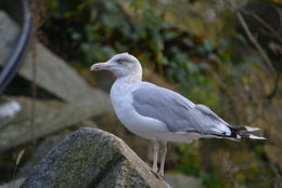 Image de goëland argenté