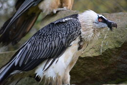 Image of Bearded Vulture