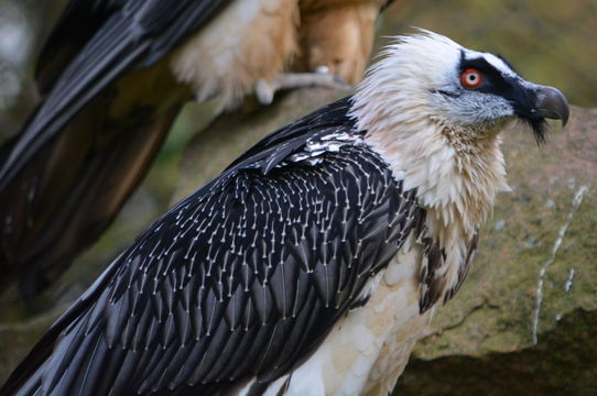 Image de Gypaète barbu