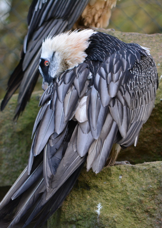 Image of Bearded Vulture