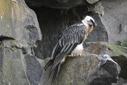 Image of Bearded Vulture