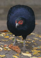 Image of Mikado Pheasant