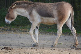 Image of Kiang