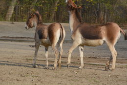 Image of Kiang