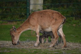 Image of Markhor