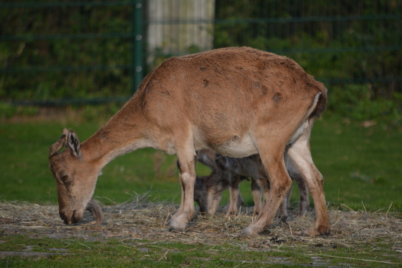 Image of Markhor