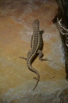 Image of Red-sided Curly-tailed Lizard