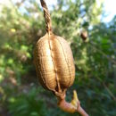 Image of Beschorneria rigida Rose