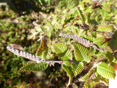 Image of Betula potaninii Batalin