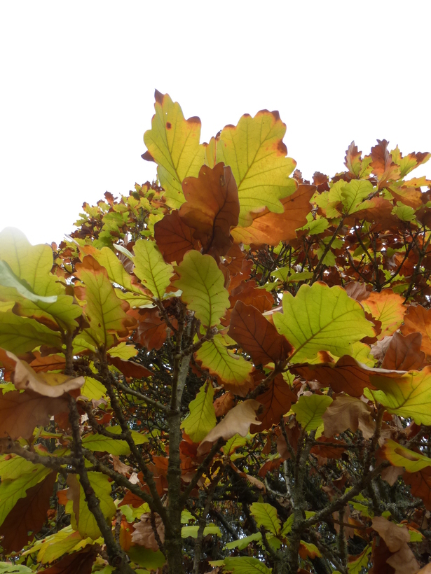 Image of Daimyo oak