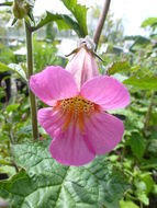 Image of Rehmannia elata N. E. Brown