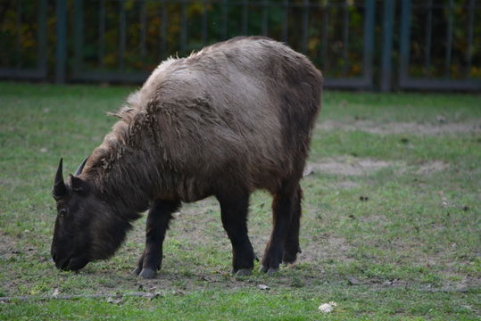 Image of Mishmi takin