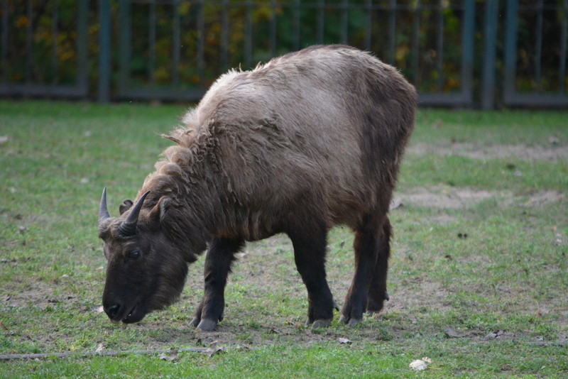 Image of Mishmi takin