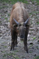 Image of Mishmi takin