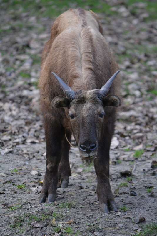 Image of Mishmi takin