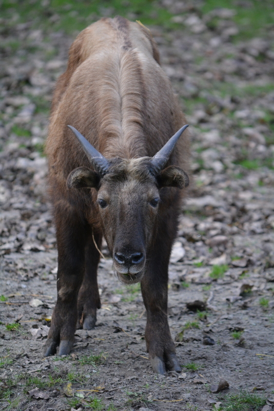 Image of Mishmi takin