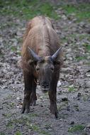 Image of Mishmi takin