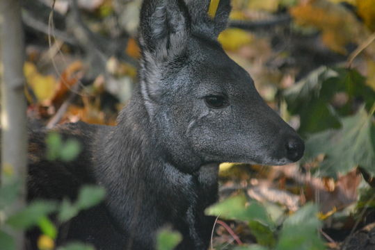 Image of Siberian Musk Deer