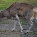 Image of argali, mouflon