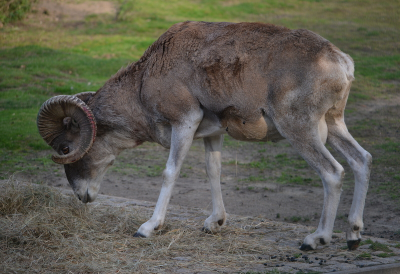 Image of Marco Polo sheep