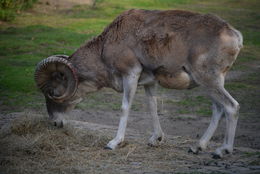 Image of Marco Polo sheep