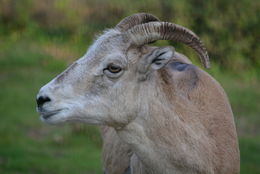 Image of Marco Polo sheep