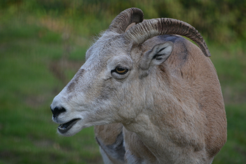 Image of Marco Polo sheep