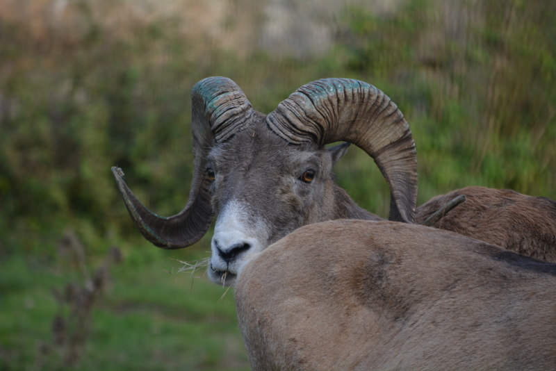 Image of Marco Polo sheep