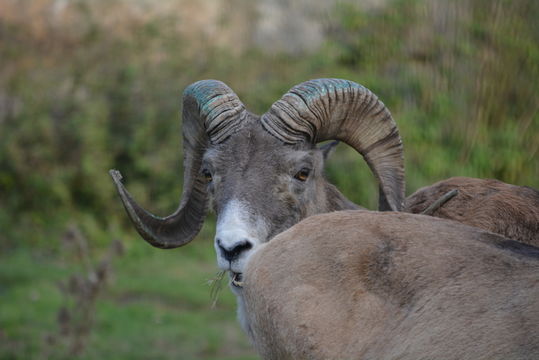 Image of Marco Polo sheep