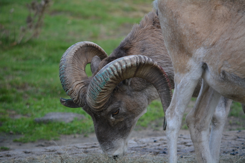 Image of Marco Polo sheep