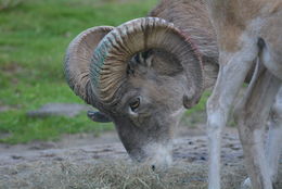 Image of Marco Polo sheep