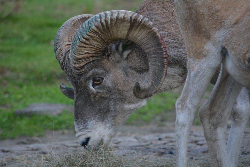 Image of Marco Polo sheep