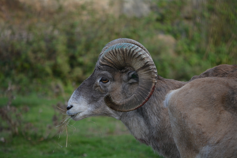 Image of Marco Polo sheep
