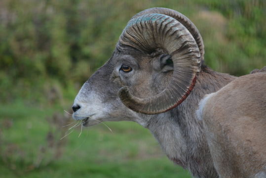 Image of Marco Polo sheep