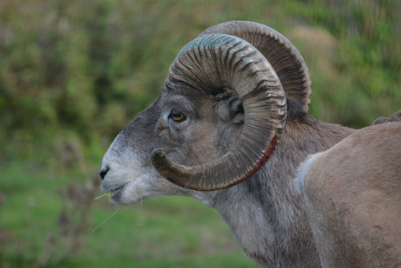 Image of Marco Polo sheep