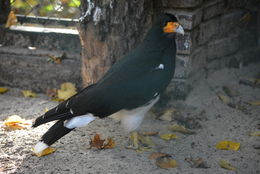 Phalcoboenus megalopterus (Meyen 1834) resmi