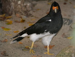 Image de Caracara montagnard