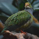 Image of Orange-fronted Fruit Dove