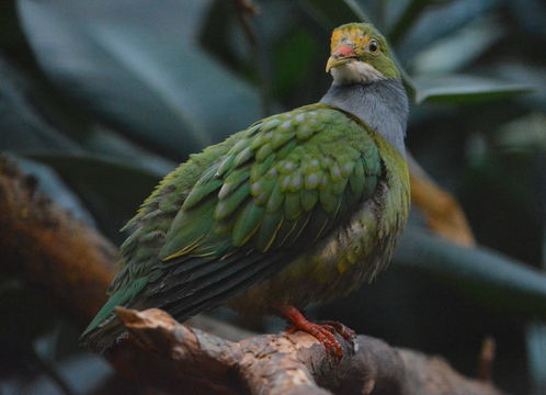 Image of Orange-fronted Fruit Dove