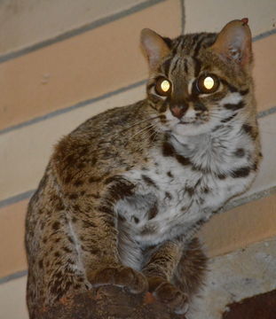 Image of Prionailurus bengalensis heaneyi Groves 1997