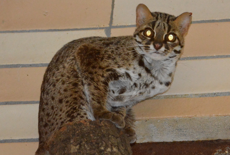 Слика од Prionailurus bengalensis heaneyi Groves 1997