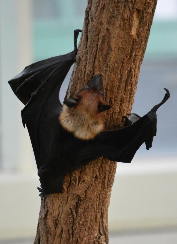 Image of Indian Flying Fox