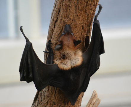 Image of Indian Flying Fox