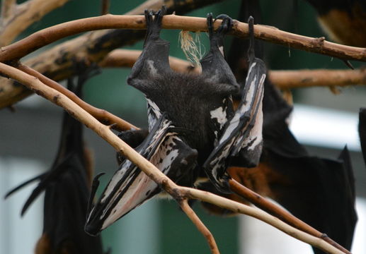 Image of Indian Flying Fox