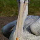 Plancia ëd Pelecanus rufescens Gmelin & JF 1789